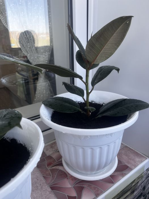 Продам Комнатные цветы