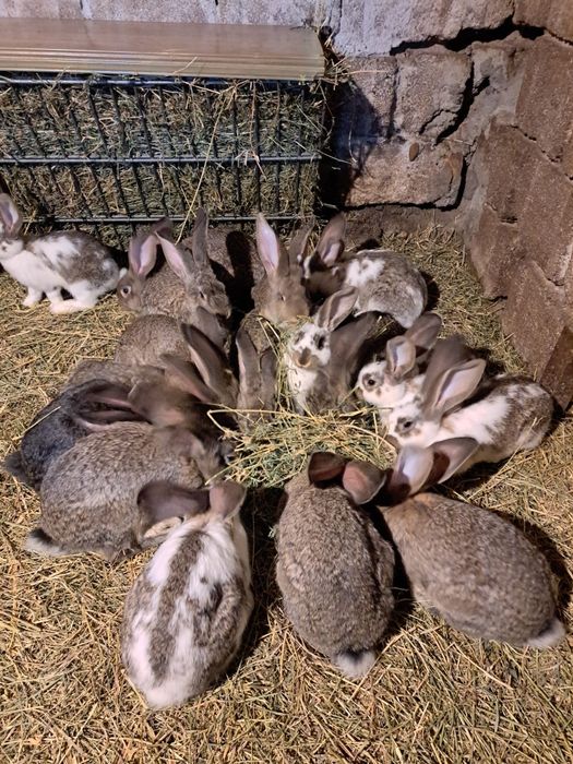 Vand iepuri urias german