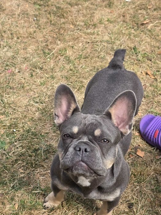 Френски булдог  женска