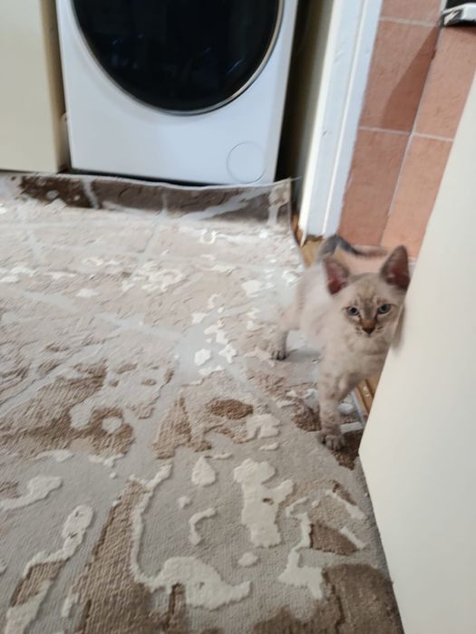 Котенок Донской Сфинкс браш