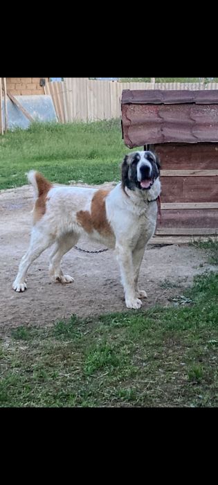 Алабай сатылады срочно