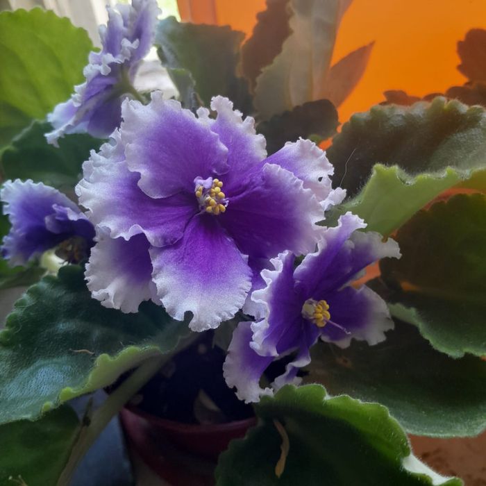 Продам комнат. Цветы