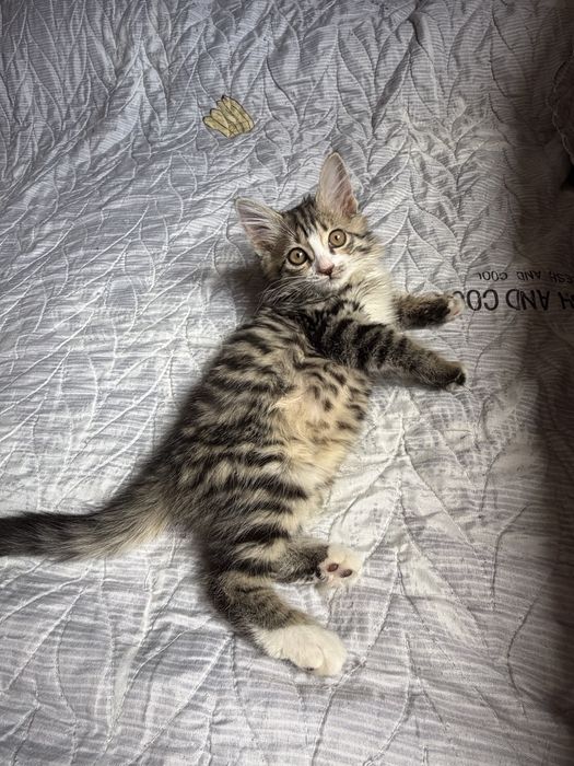 Отдам в хорошие руки котёнка