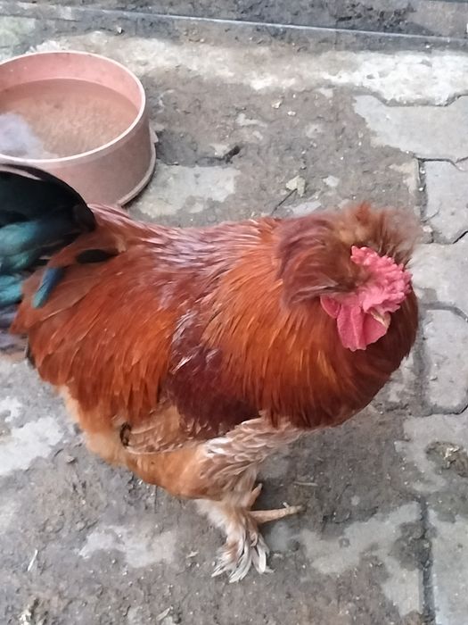 De vânzare cocoș moțat și auroncana.