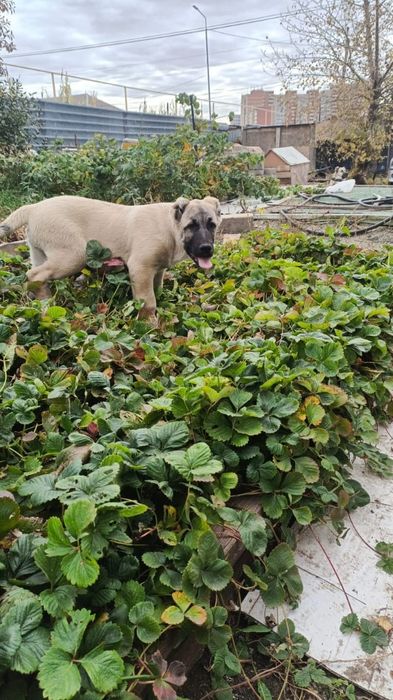 Щенок турецкого кангала