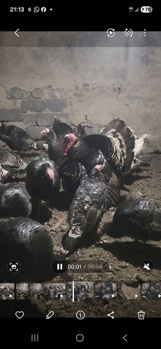 Продам индюков годовалый.