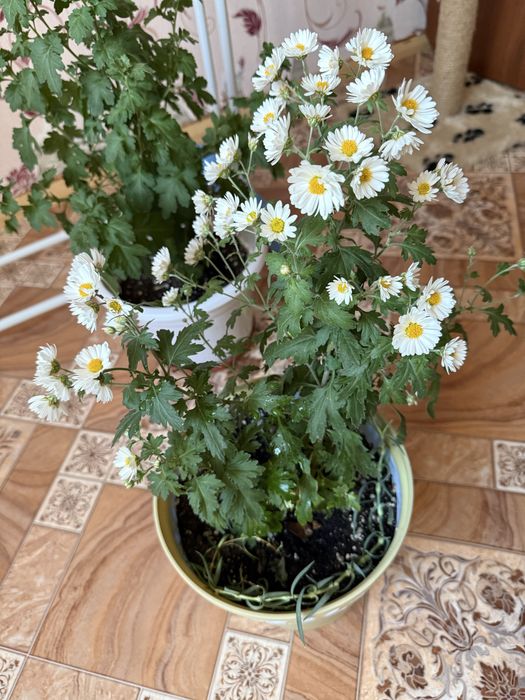 Корейская мультифлора