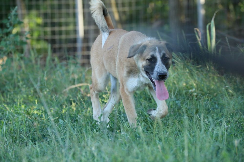 Abby, catelusa spre adoptie