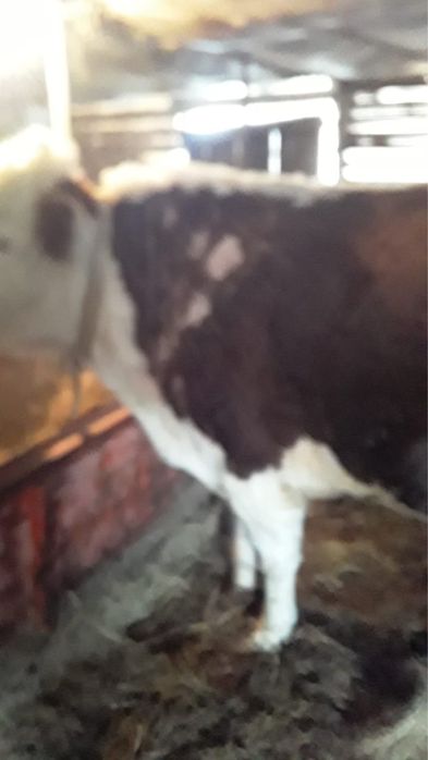 Продам. Быка. 3года 8 месяцев.