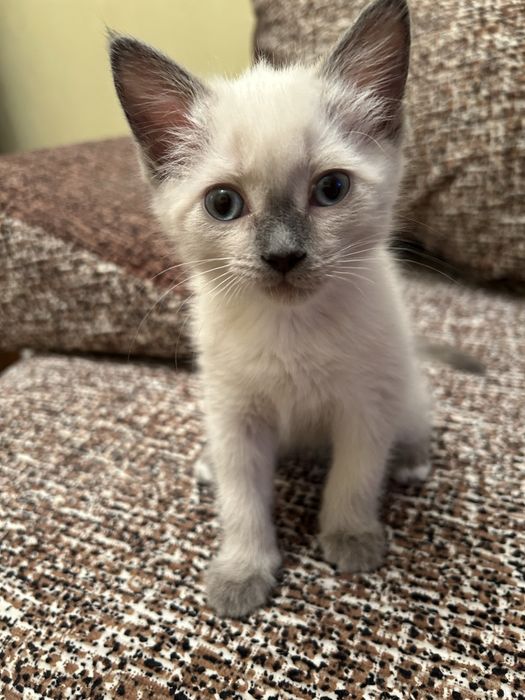 Сиамская кошечка