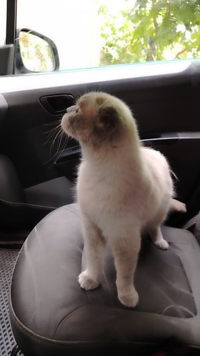 Шотландский скотиш фолт Акрас капучина