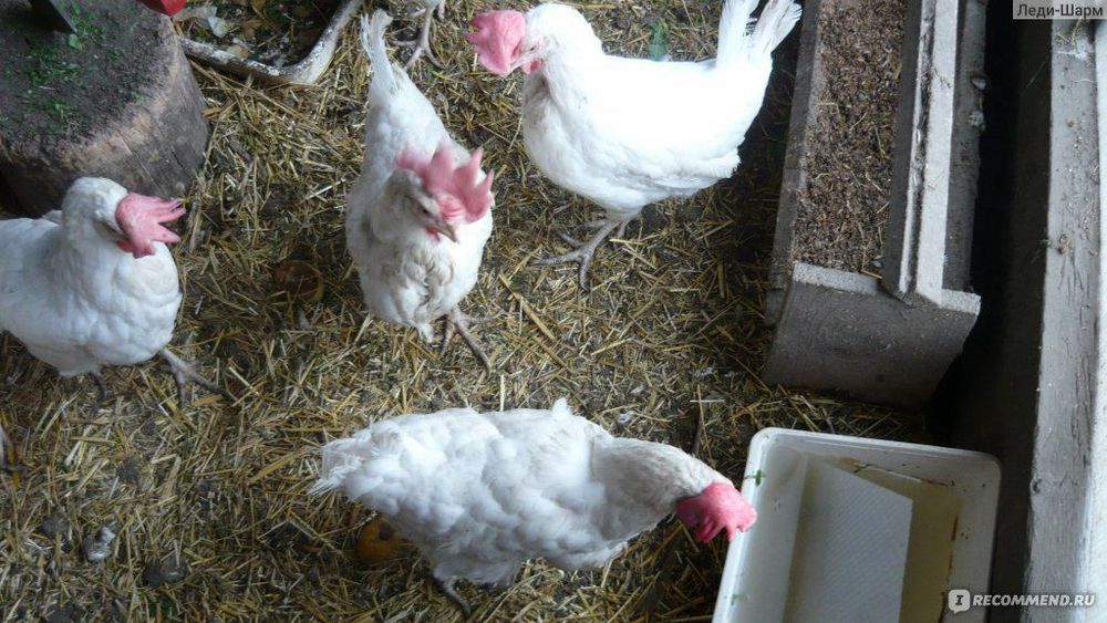 Продам курей несушек