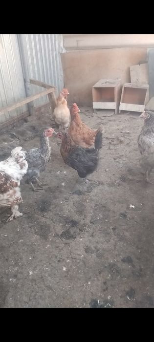 Куры тауык сатылады
