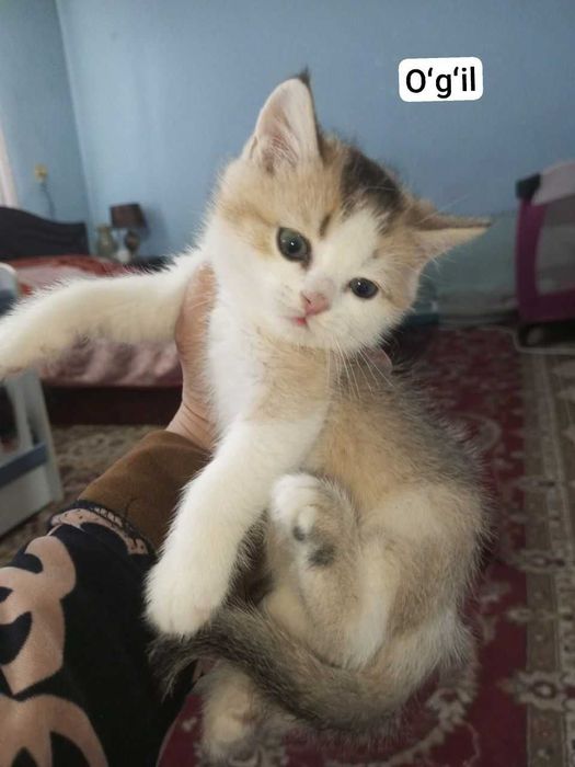 Shatlanskiy strayt zalataya shinshilla