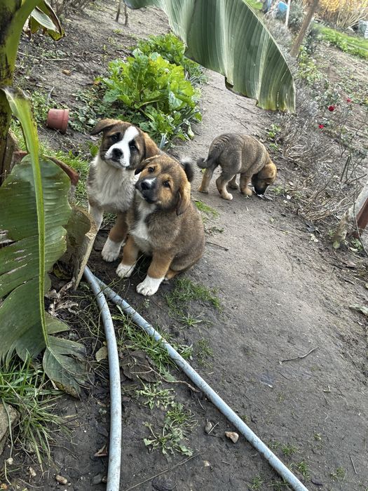 Кученца които спешно търсят дом
