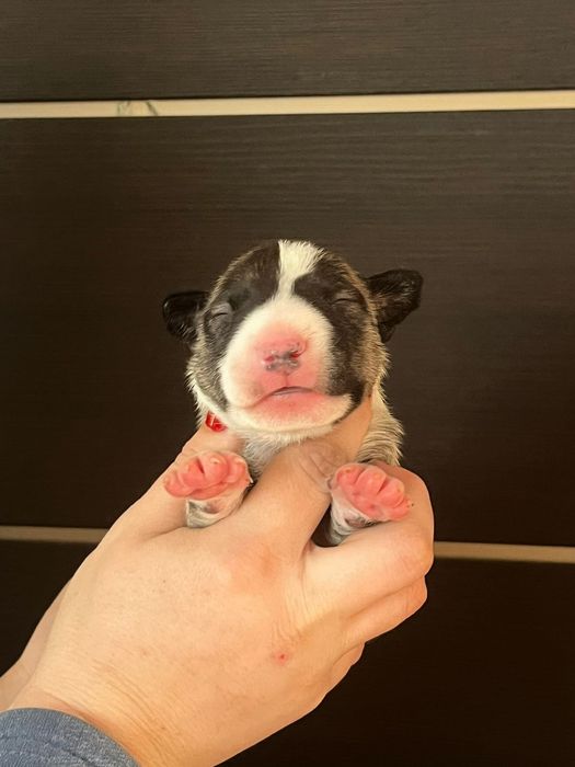 Щенки Бультерьера