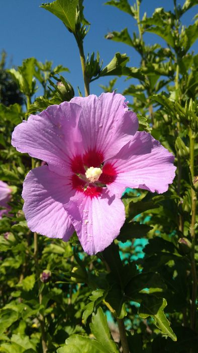 Каменные розы уличные секуленты.