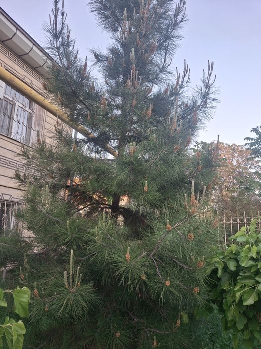 Елка восьмилетняя СОСНА