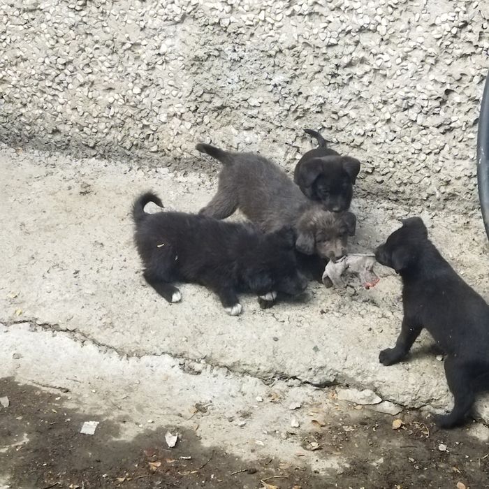 Срочно отдадим щенков