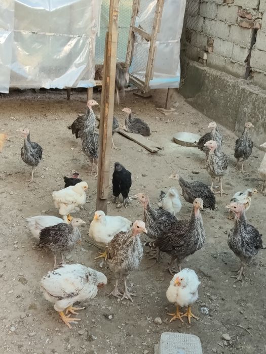 Pui de curca românească