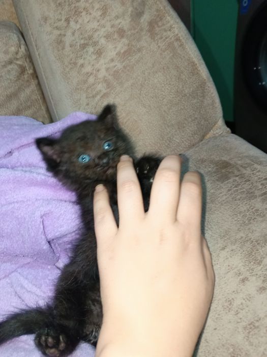 Котенок ищет себе семью.
