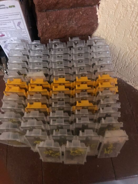 Mātci Carpatine Ukraina 2026  Mătci  Regină 2026