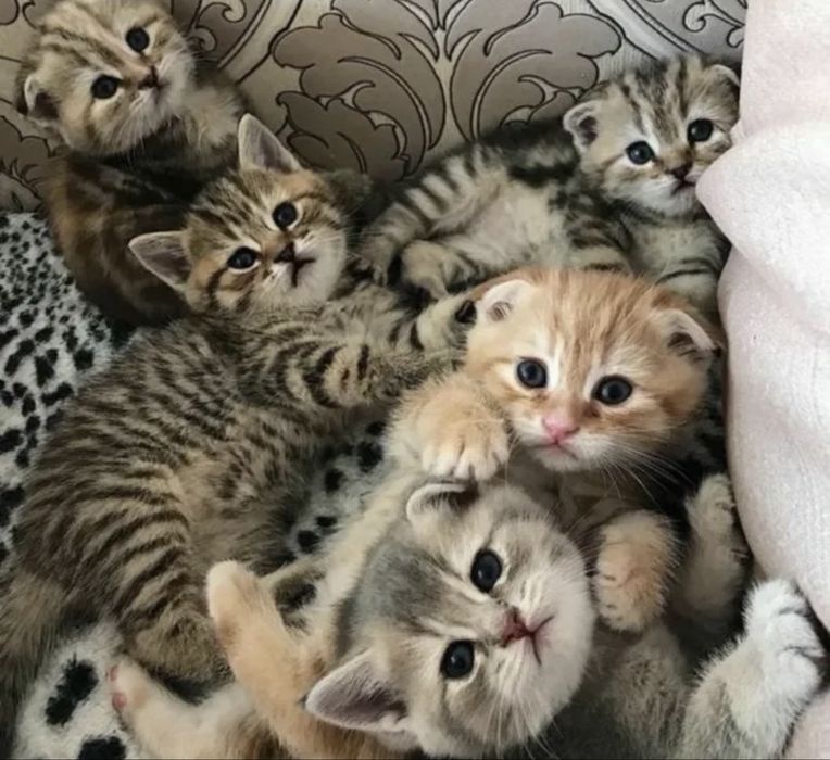 Лиловенькие Котята