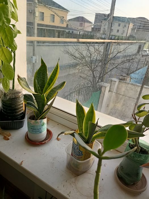 цветы комнатные и лечебные