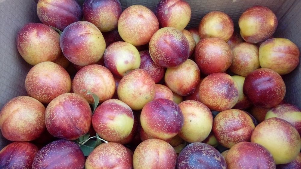 OLMA SHOFTOLI Zoldori Behi Glos Nok Qoroli pista Bodom SHpanka Anjir