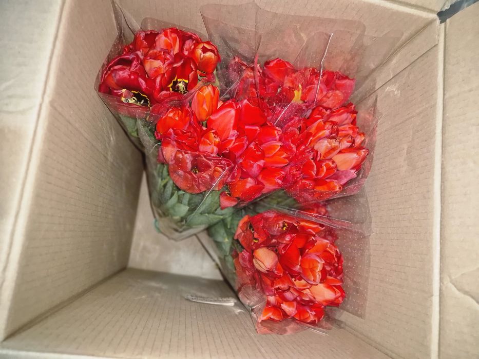 Тюльпаны продаем