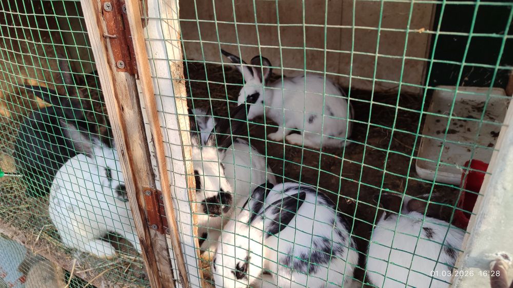 Quyon bolalari: angorka, baran, oddiy zot.