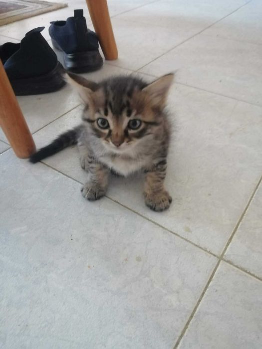 Красиви, игриви, социални домашни котета.