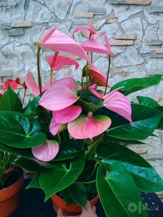 Антуриум Андре (Anthurium andraeanum) розовый сорт.