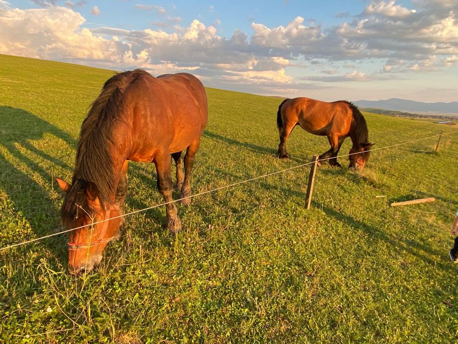 Doua iepe si un armasar schimb cu masina