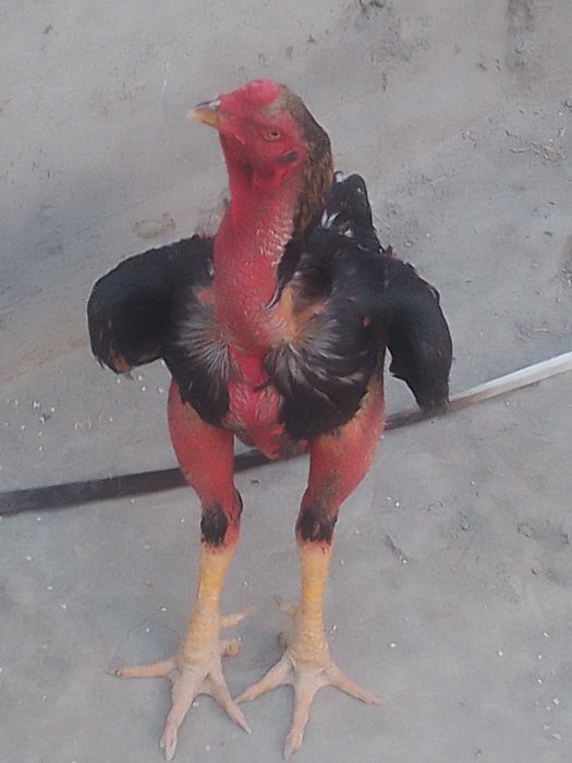 Дакан хуроз уйинга тайер