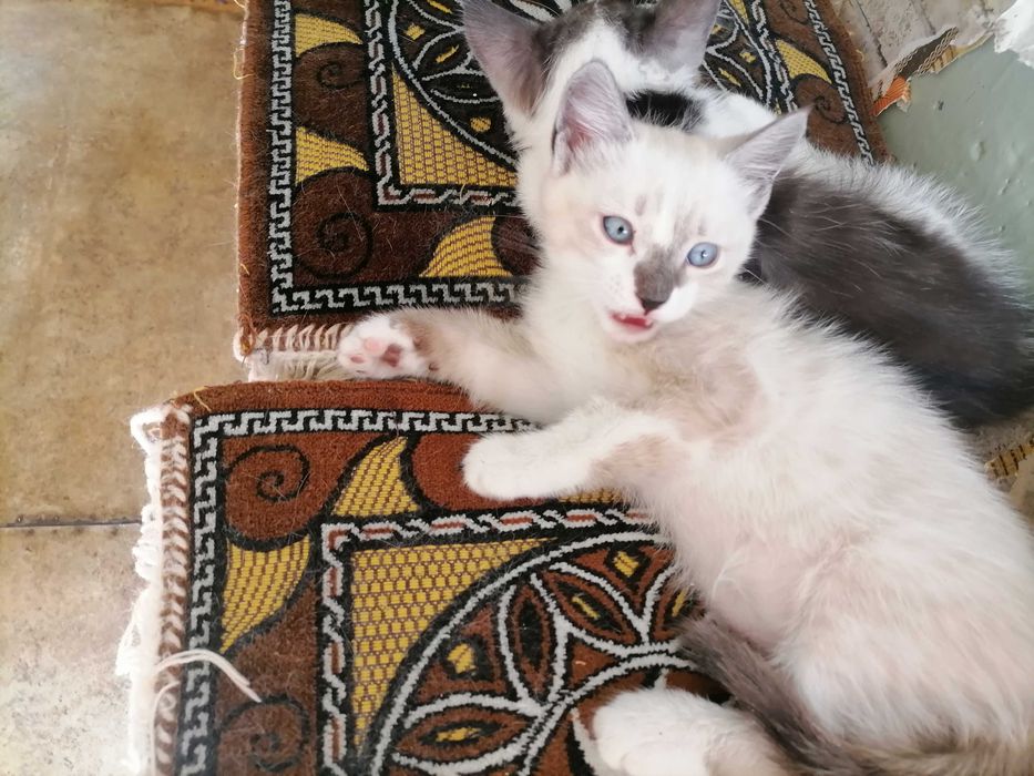 Котики сиамские, домашние.