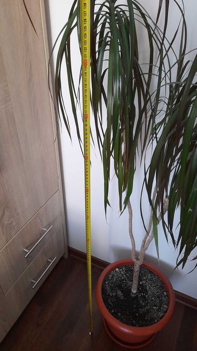 Vand plantă Dracaena naturala 150 inaltime. Doar in Pitești sau in apropiere o aduc acasa!