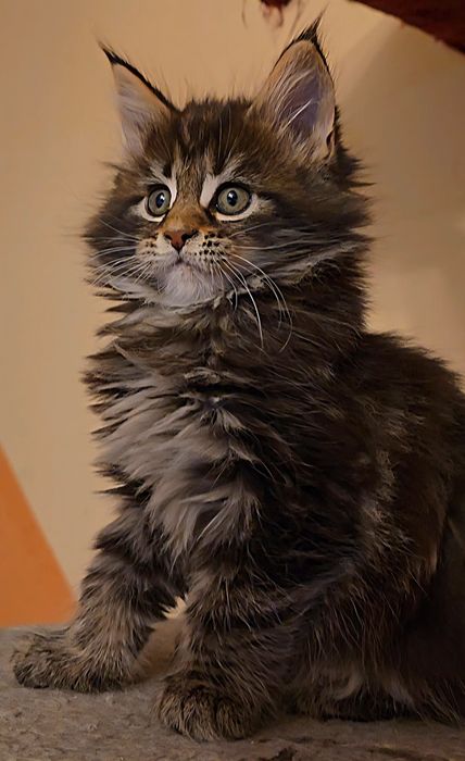 Уникални котенца мейн  куун