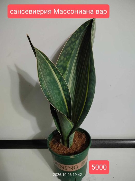 Комнатные растения.