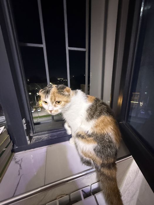 Mushukcha bor yacshi insonlarga beriladi