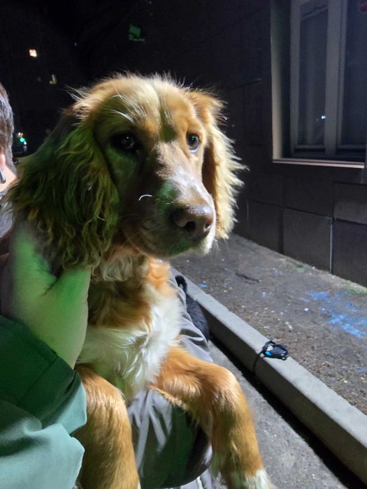 Молодой спаниель пристраивается срочно