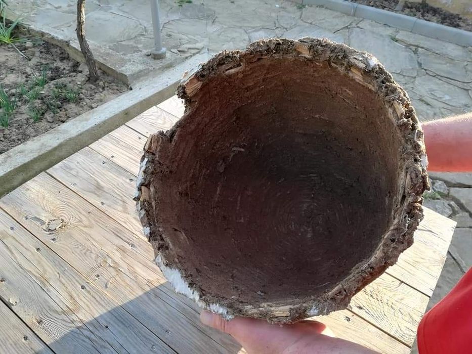 Нови пчелни тръвни