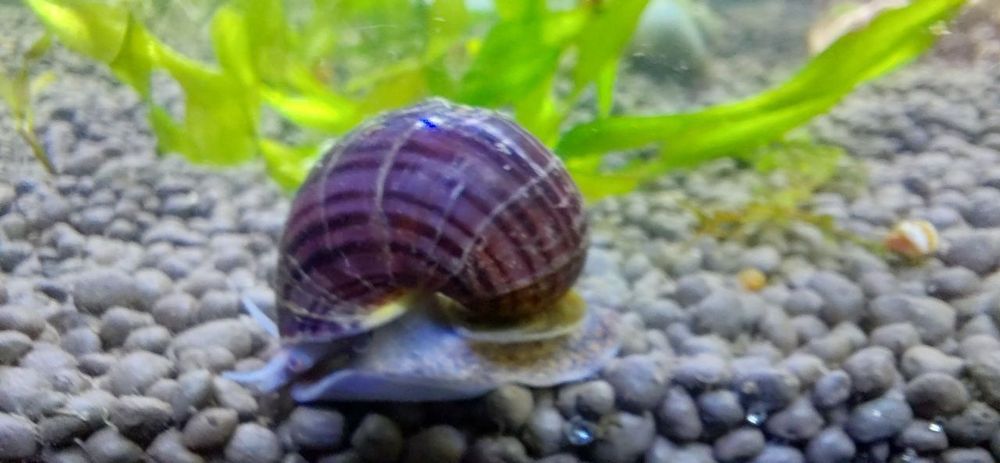 Улитки аквариумные пикси и мелании