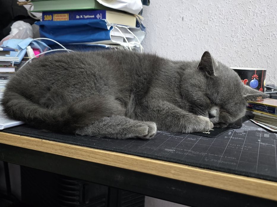 Продаётся кошка British Shorthair