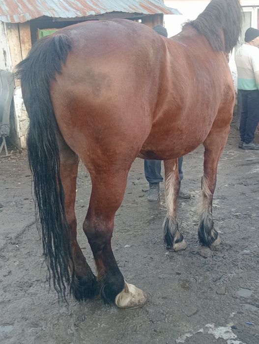 Vând sau schimb iapa semi grea