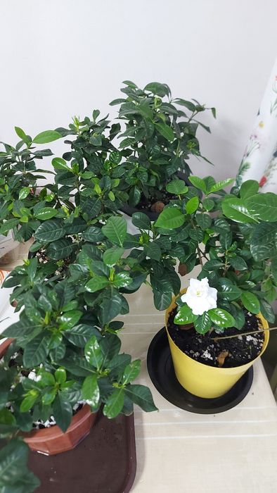 Гардения в Астане