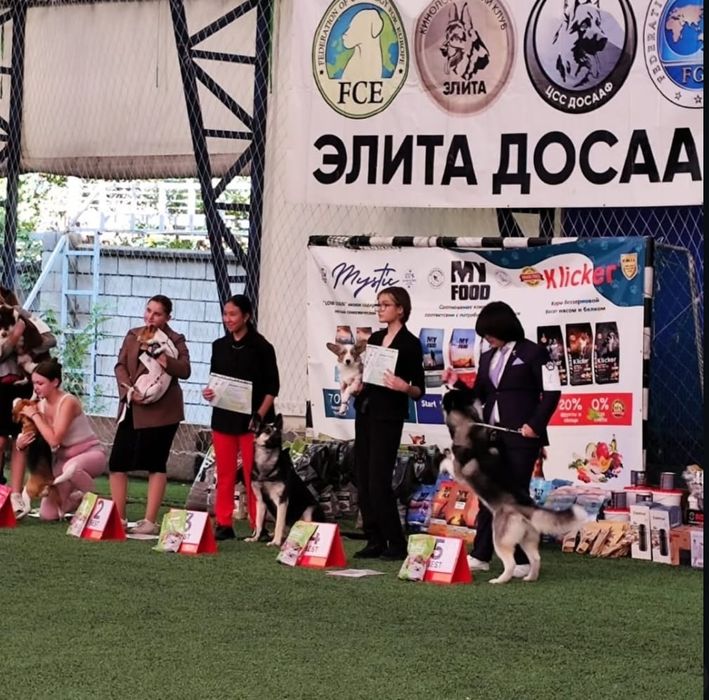 Хендлер,кинолог.