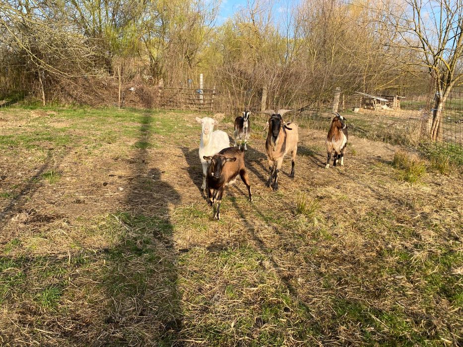 Vând capre cu iezi și care trebuie să fete