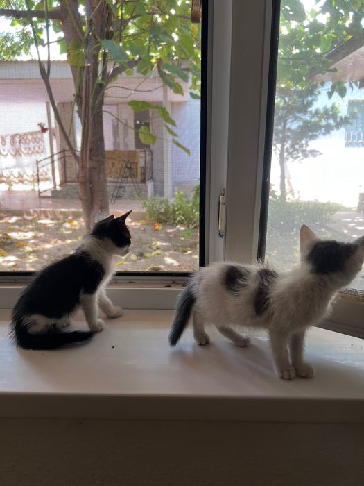 Котята в добрые руки!
