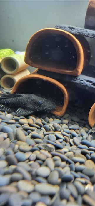 Номерной сом 181